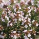 Thym de Provence - thymus vulgaris L.